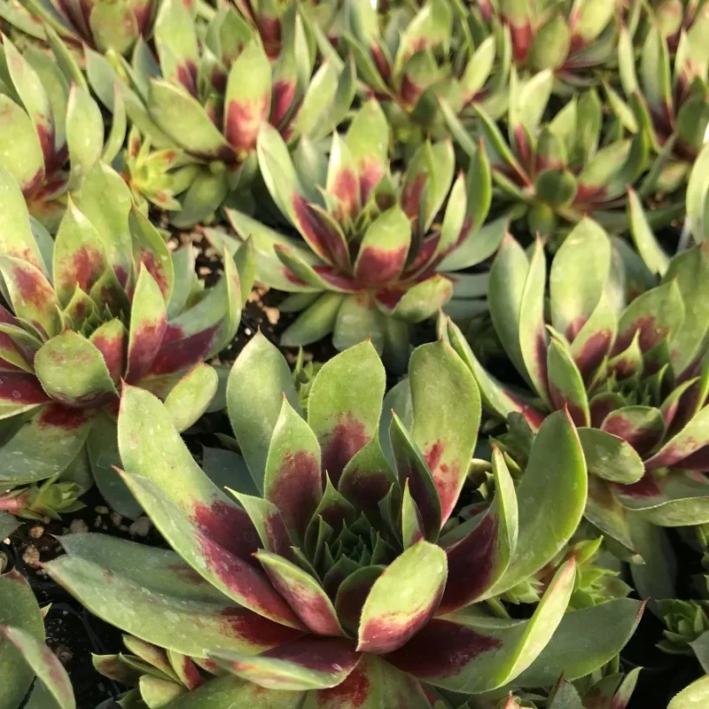 Hens and Chicks