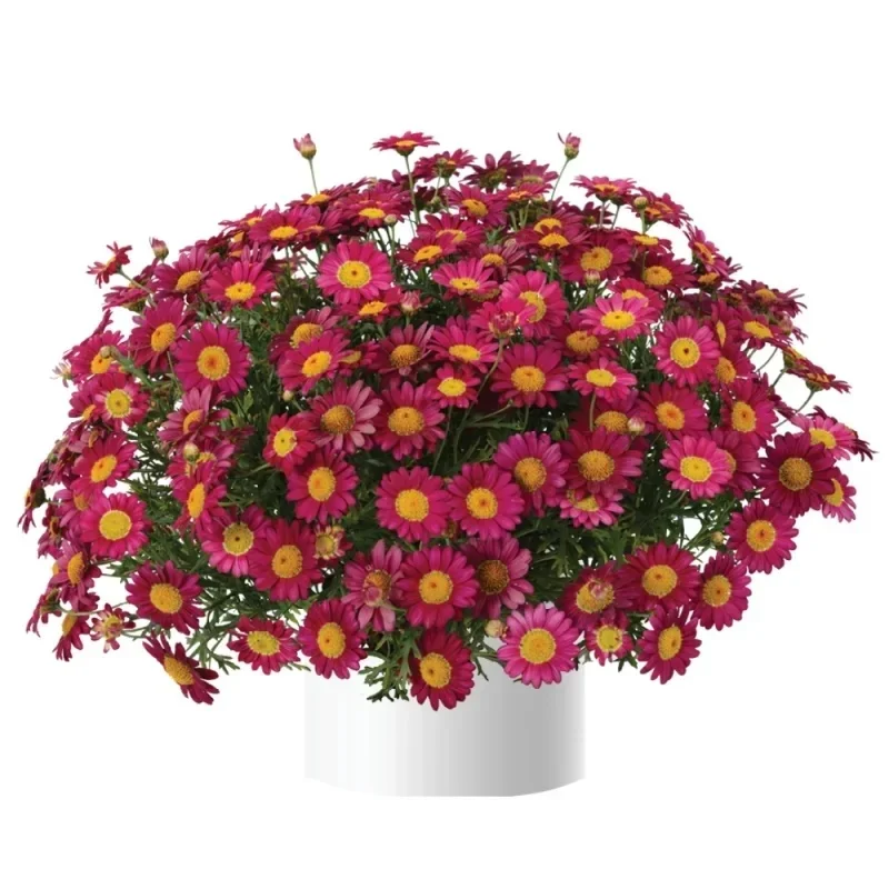 Marguerite Daisy