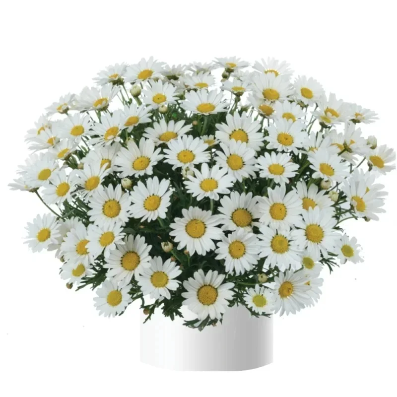 Marguerite Daisy