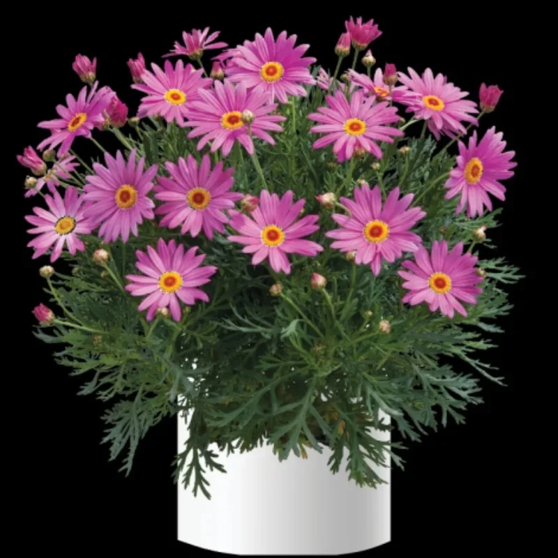 Marguerite Daisy