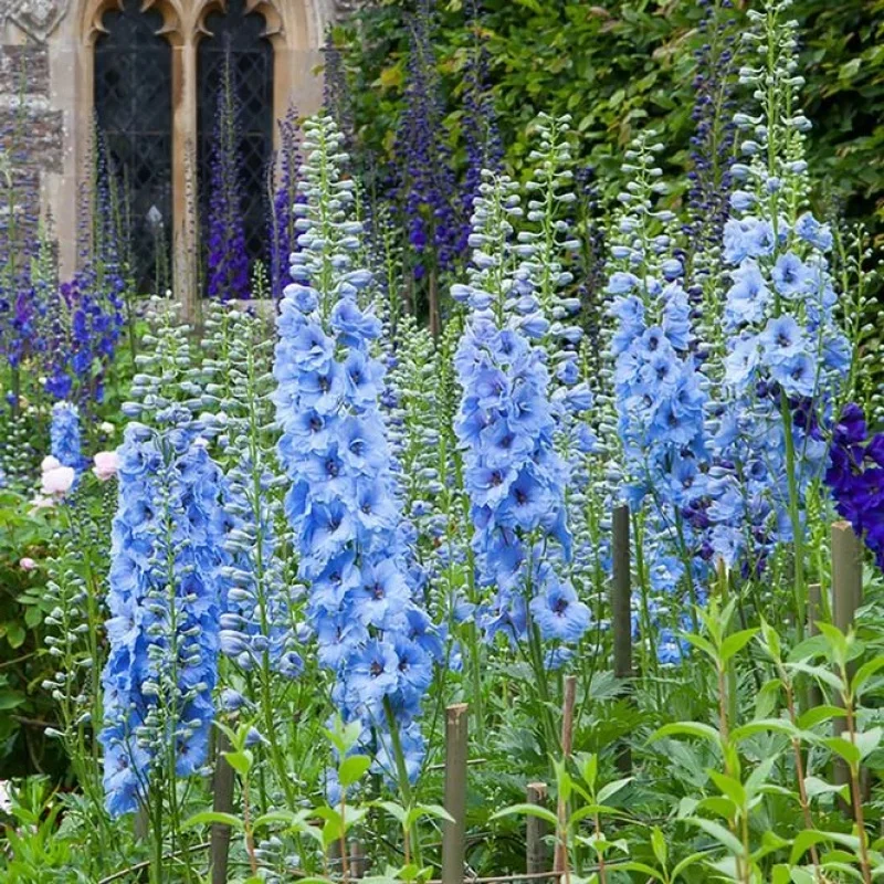 Larkspur