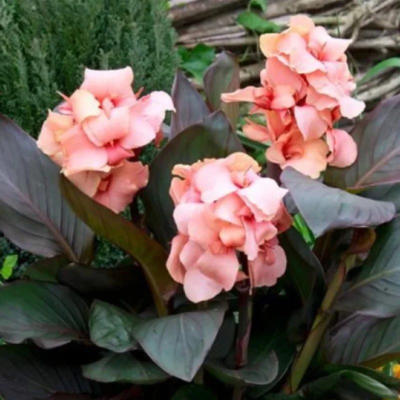 Canna Lily