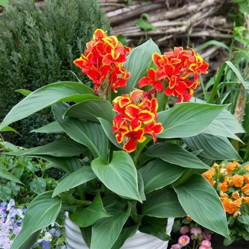 Canna Lily