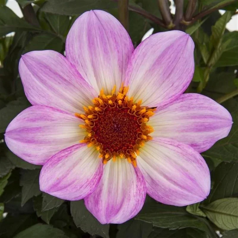 Single-flower Dahlia