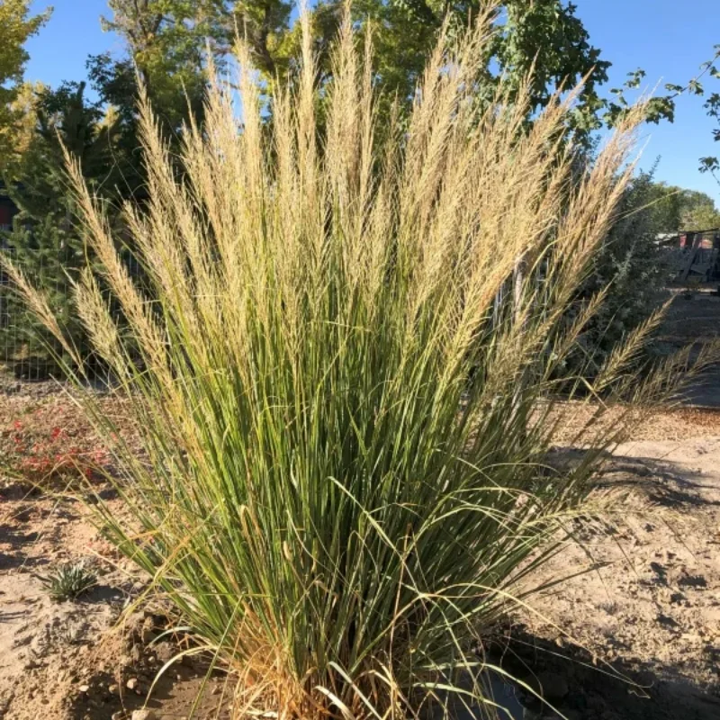 Giant Sacaton Grass