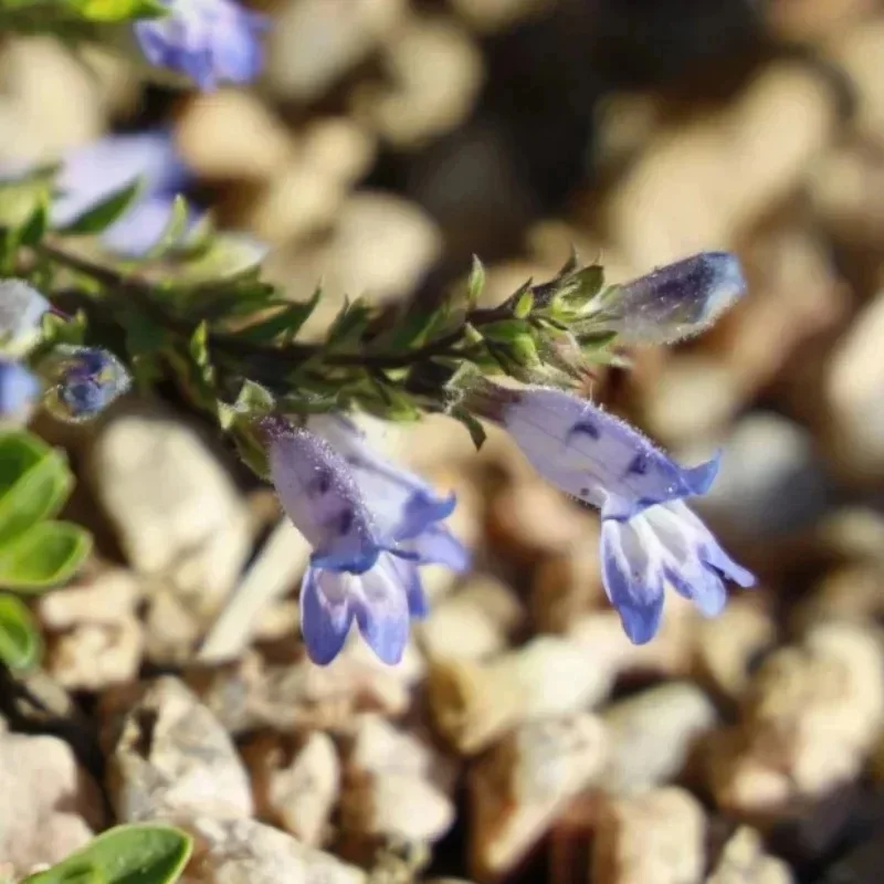 Bluemat Beardtongue
