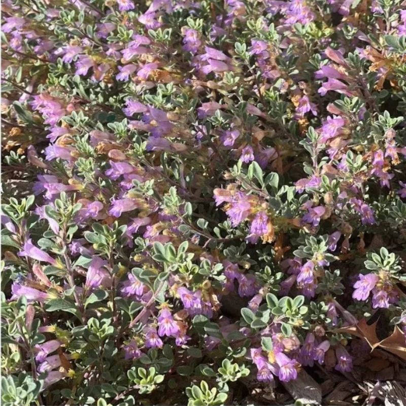 Tushar Bluemat Penstemon