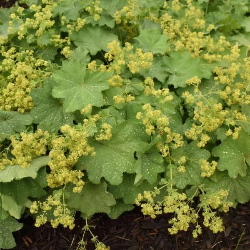 Lady's Mantle