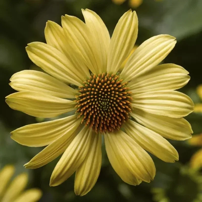 Coneflower