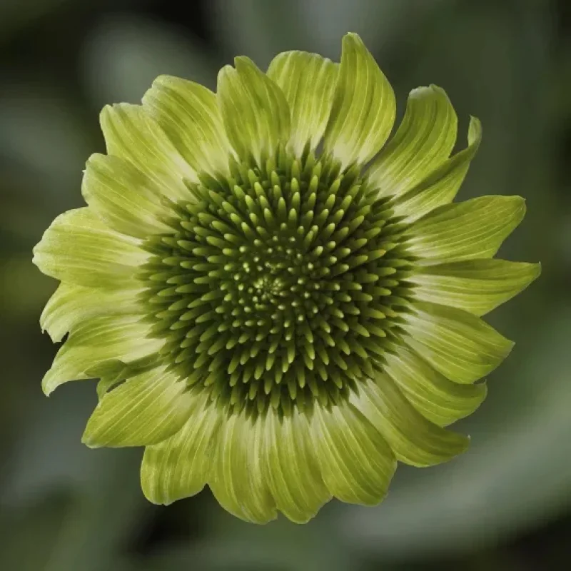 Coneflower
