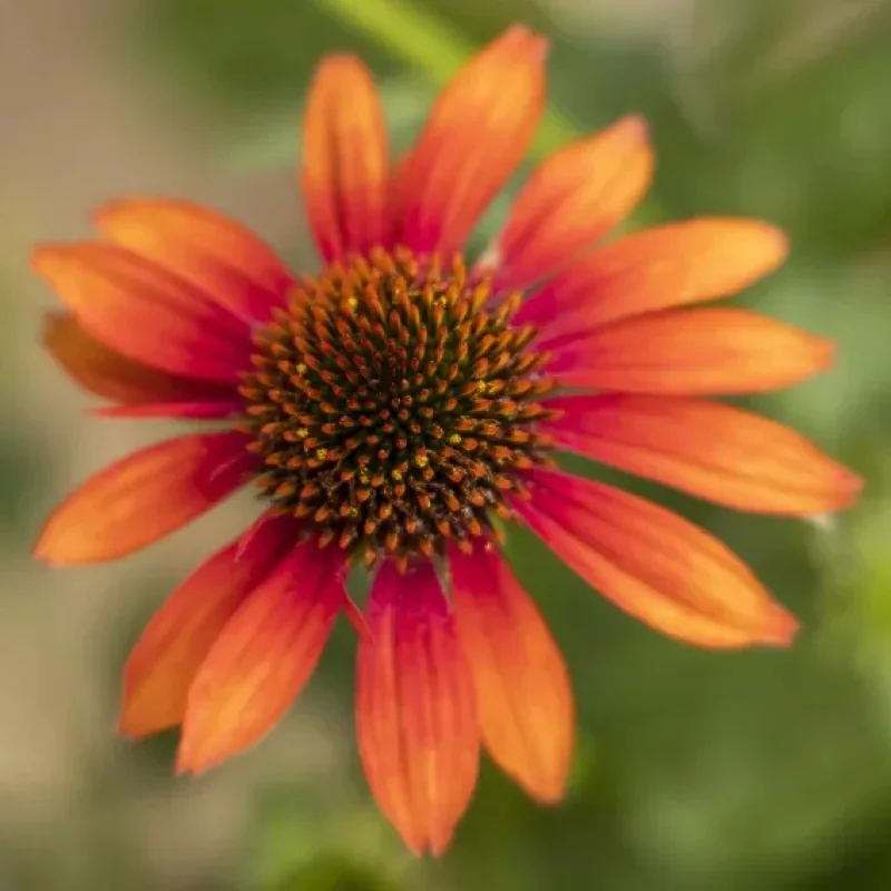 Coneflower