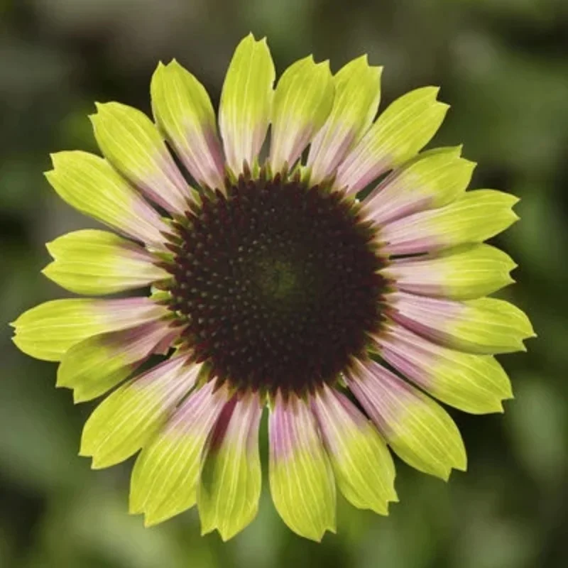 Coneflower