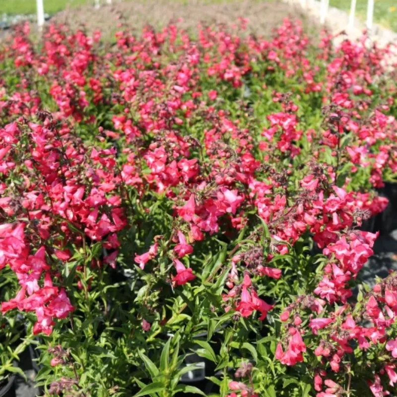 Beardtongue