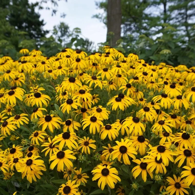 Black-Eyed Susan