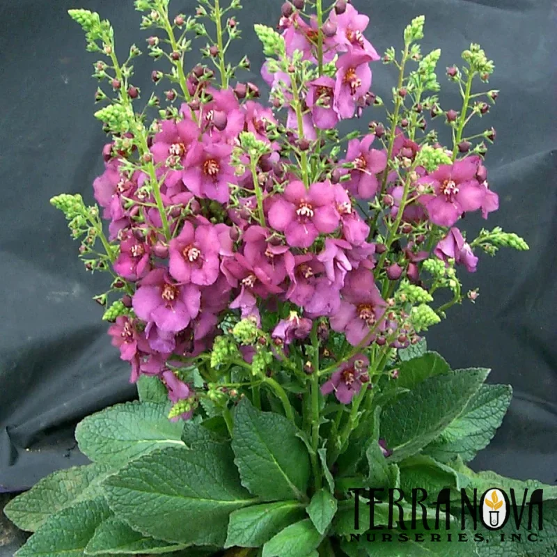Mullein