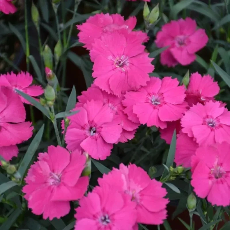 Carnation