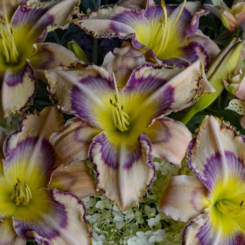 Daylily