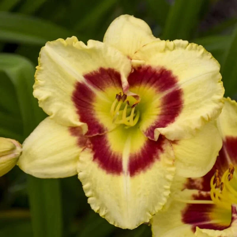 Daylily