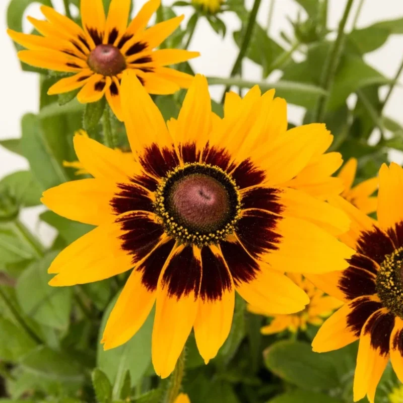 Black-Eyed Susan