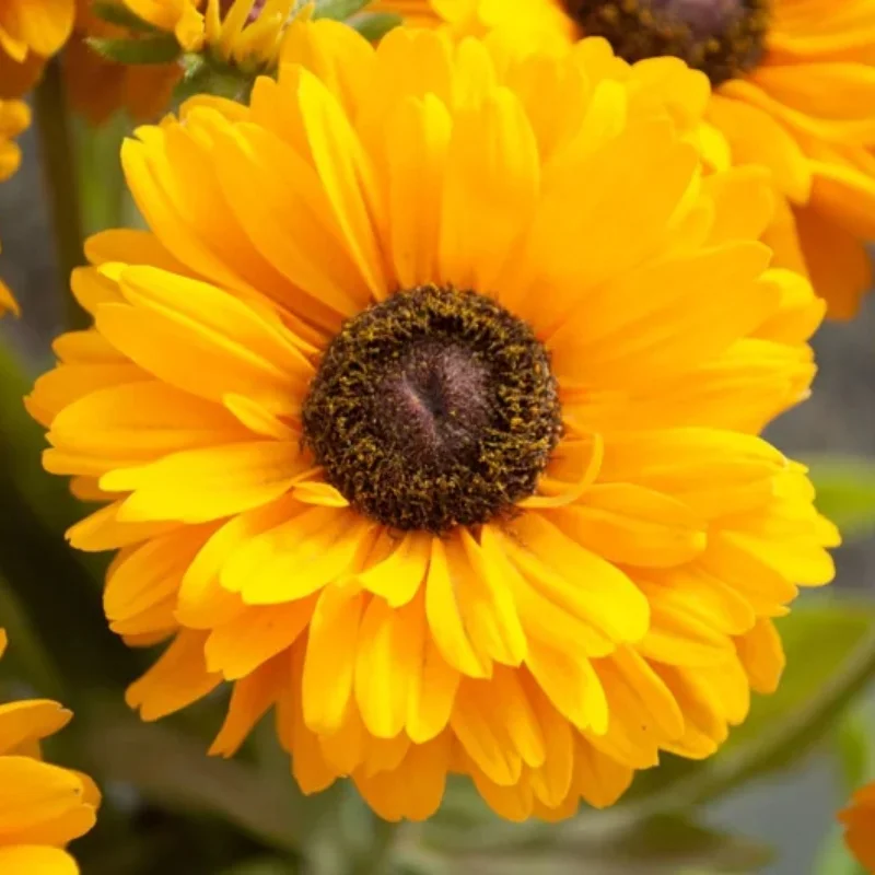 Black-Eyed Susan