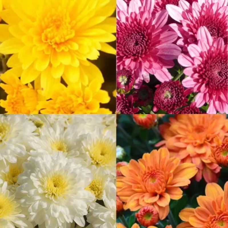 Decorative Garden Mum-mid