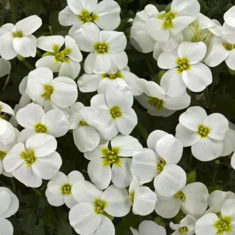 Rockcress