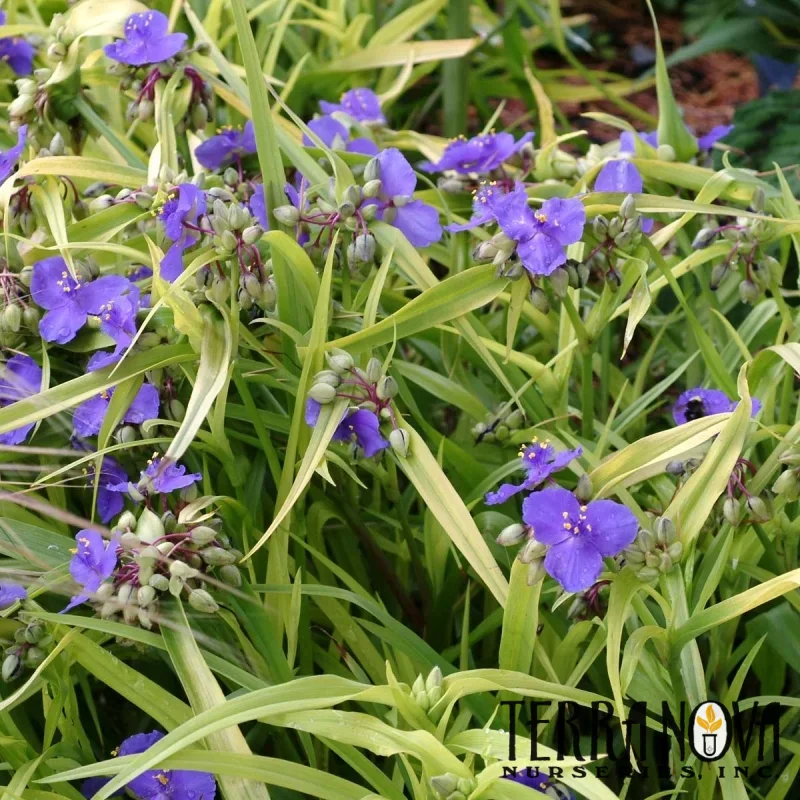Spiderwort
