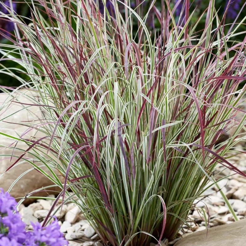 Little Bluestem