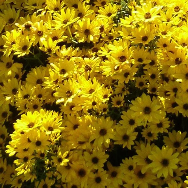 Narrow-Leaved Sunflower