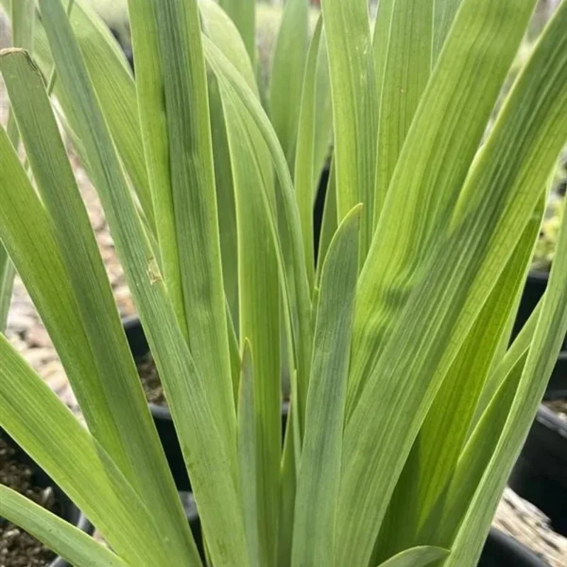 Beachhead Iris, Alaska Iris