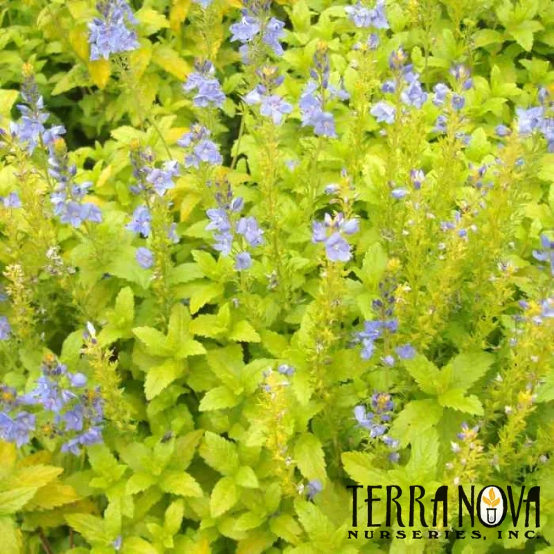 Creeping Speedwell