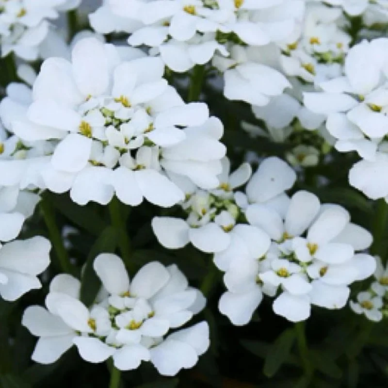 Candytuft