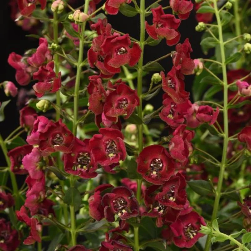Summer Snapdragon