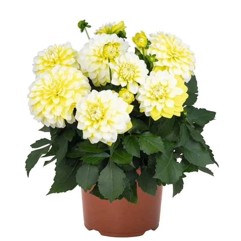 (yellow, white)