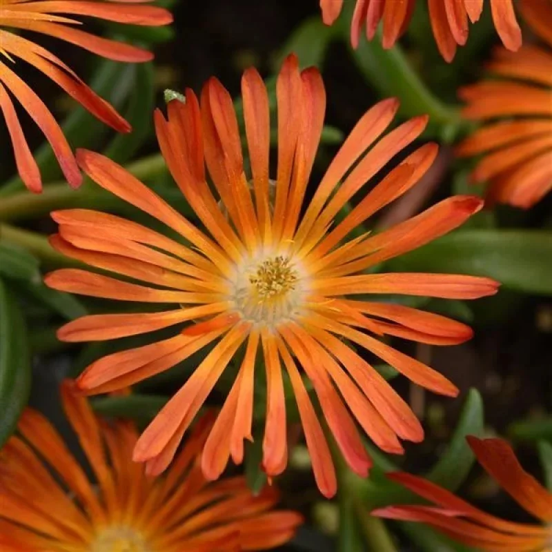 Hardy Ice Plant