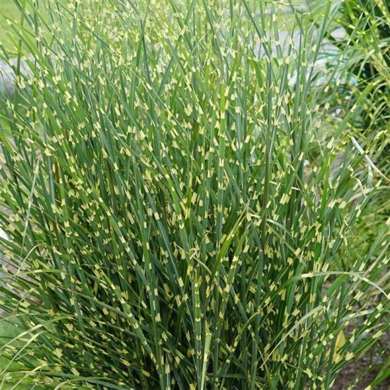 Maiden Grass, Japanese Silver Grass