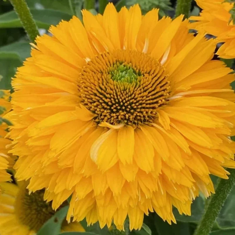 Coneflower