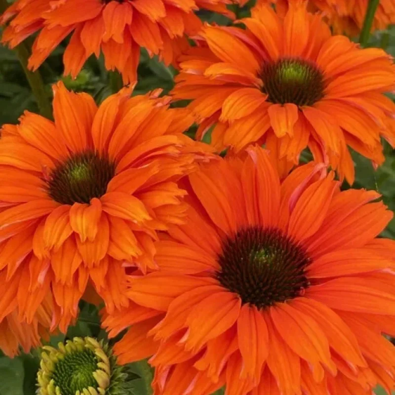 Coneflower