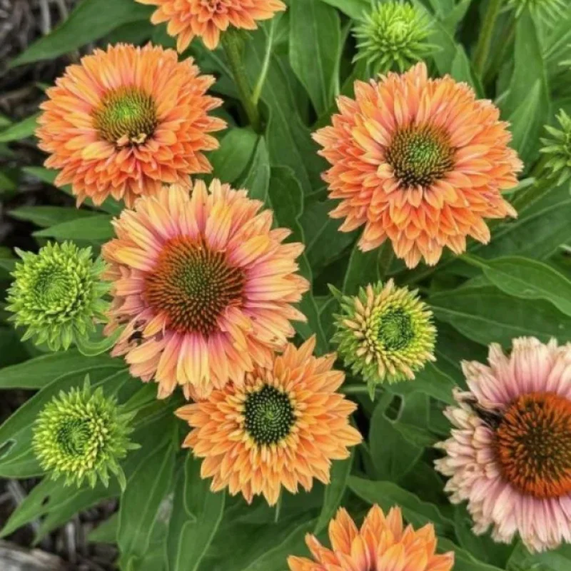 Coneflower