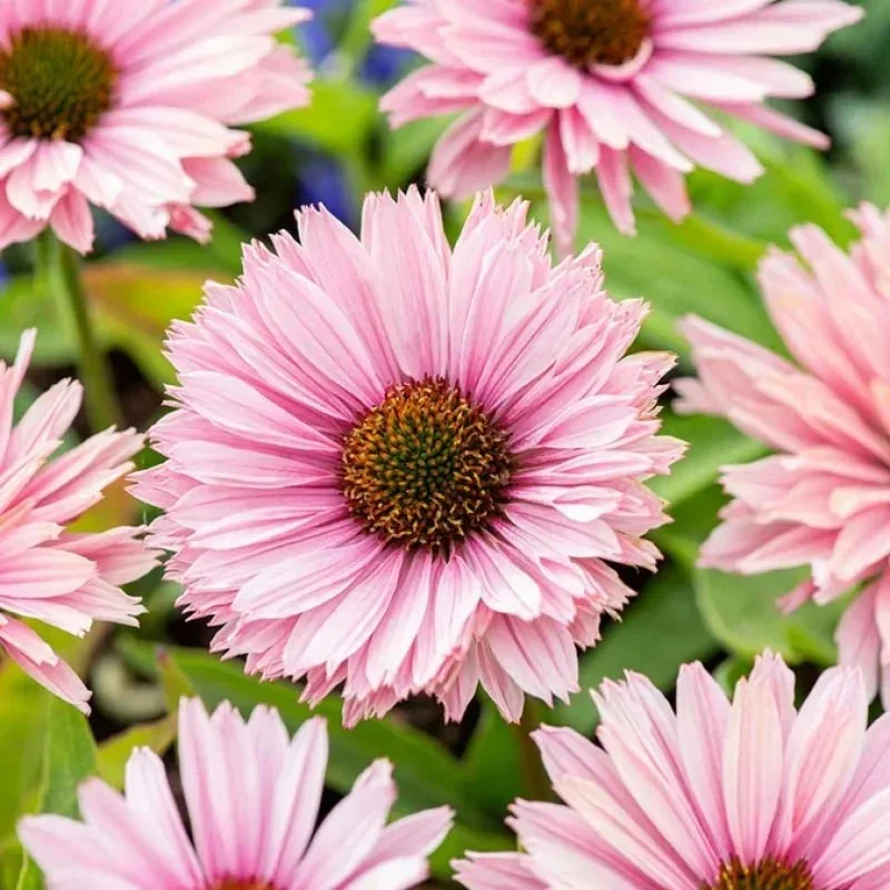 Coneflower