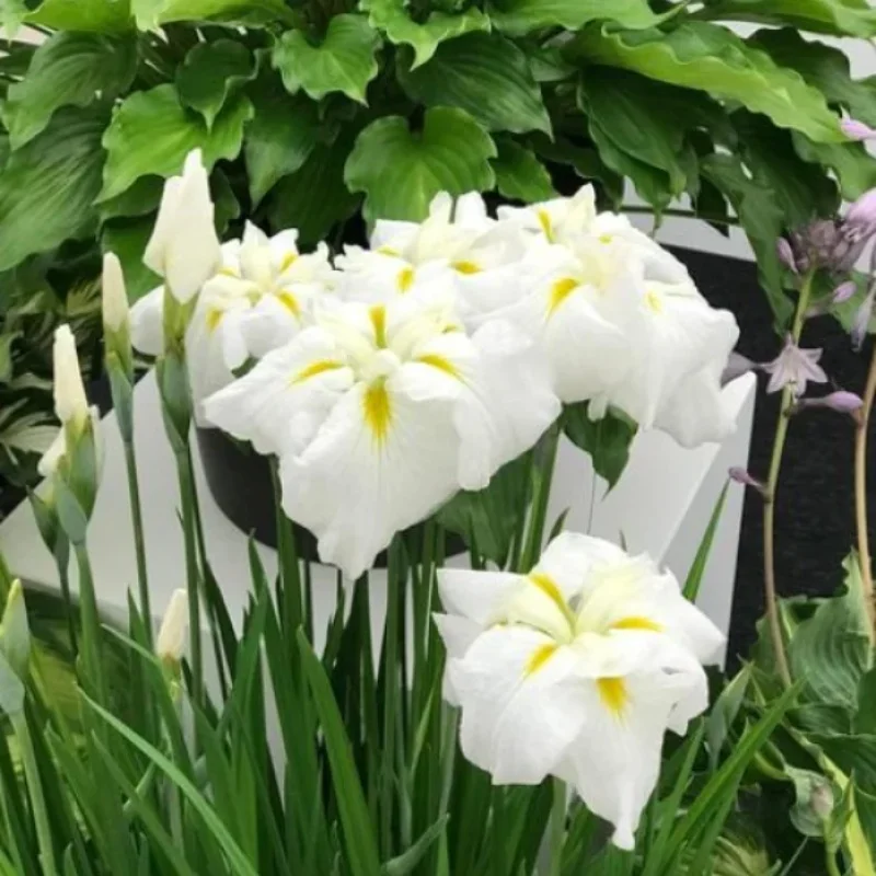 Japanese Iris