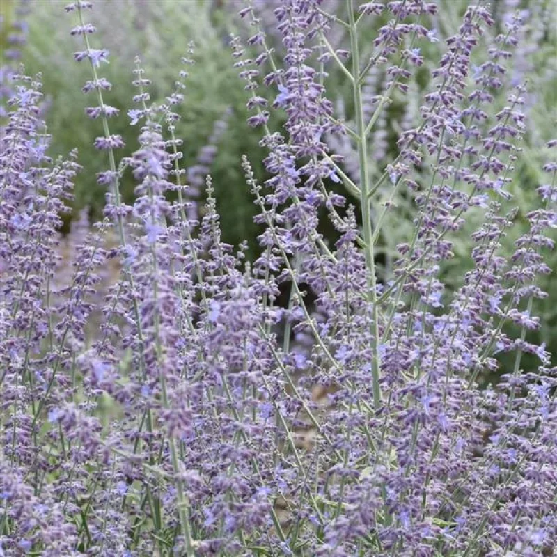 Russian Sage