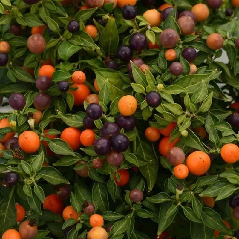 Annual Ornamental Peppers