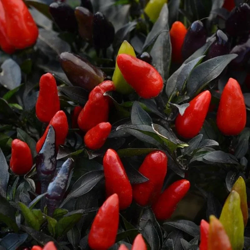 Annual Ornamental Pepper
