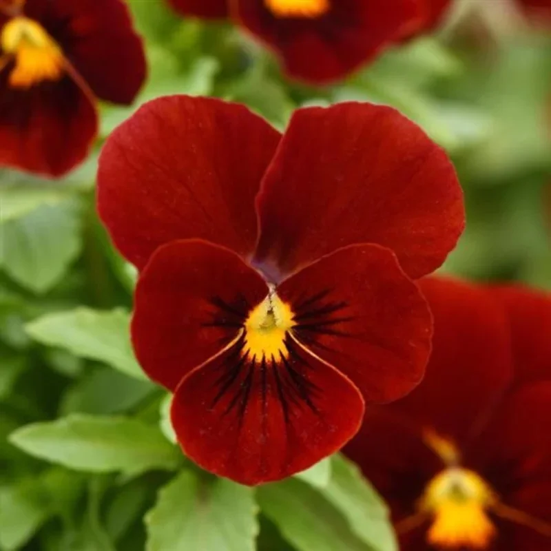 Horned Violet
