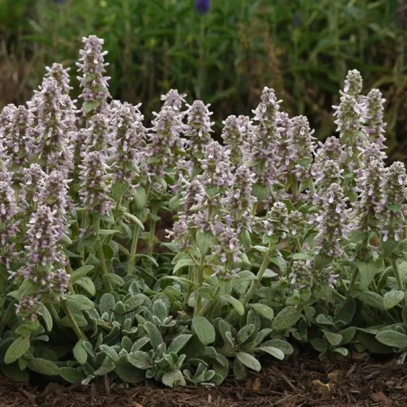 Lamb's Ear