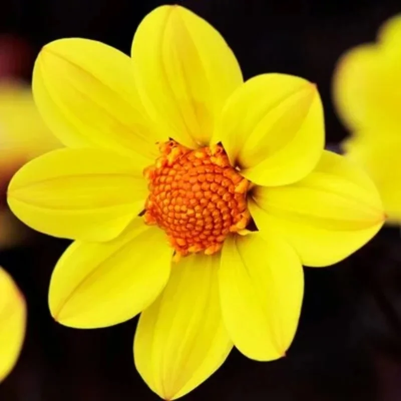 Dwarf Dahlia