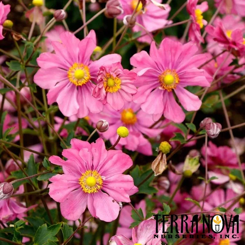 Windflower