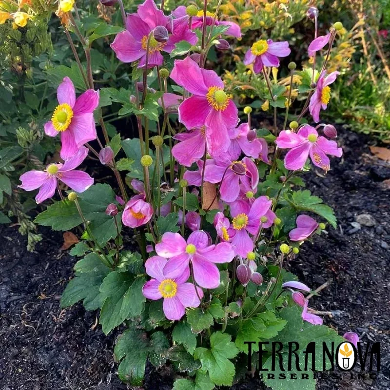 Windflower