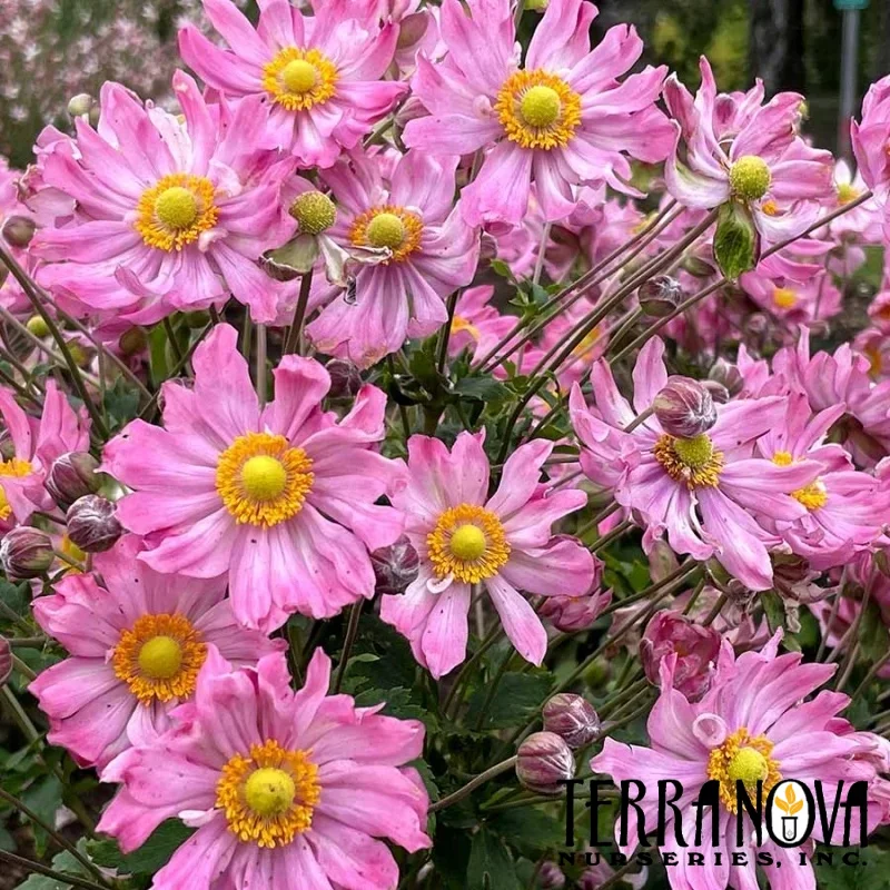 Windflower